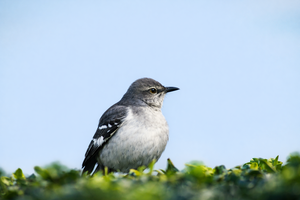 C9d732f0 fdf2 4845 985c d65ed787fc5d